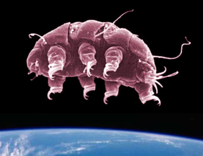 tardigrade.jpg