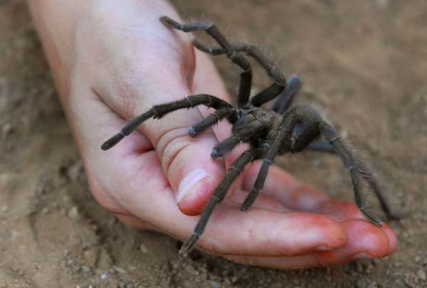 tarantula_on_hand.jpg