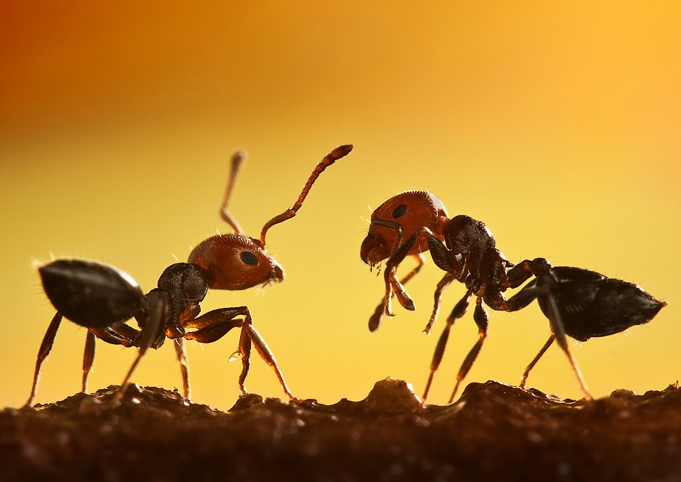 개미근접촬영.jpg