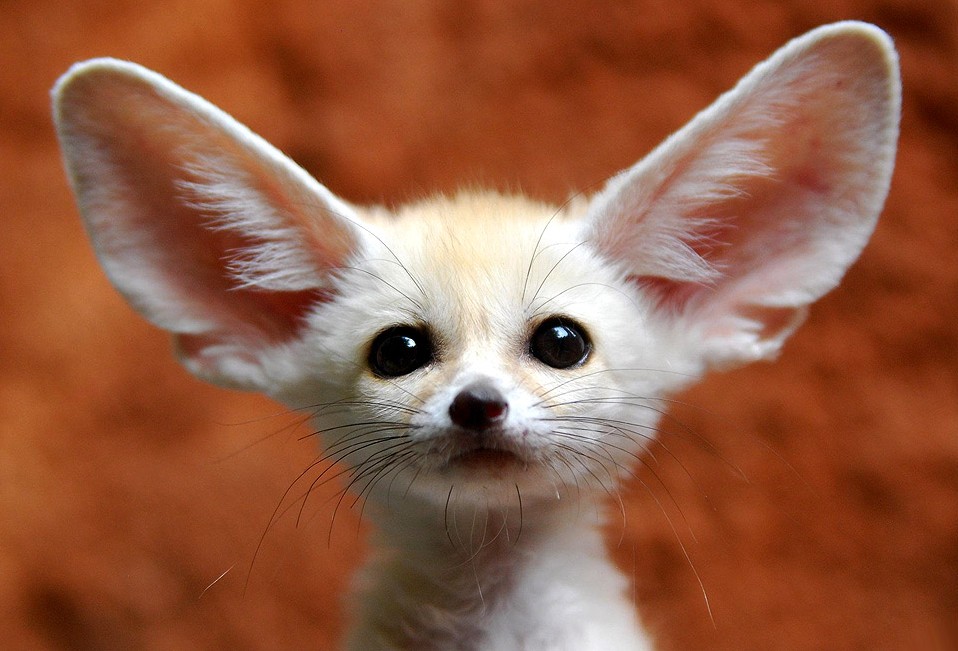 FennecFox.jpg