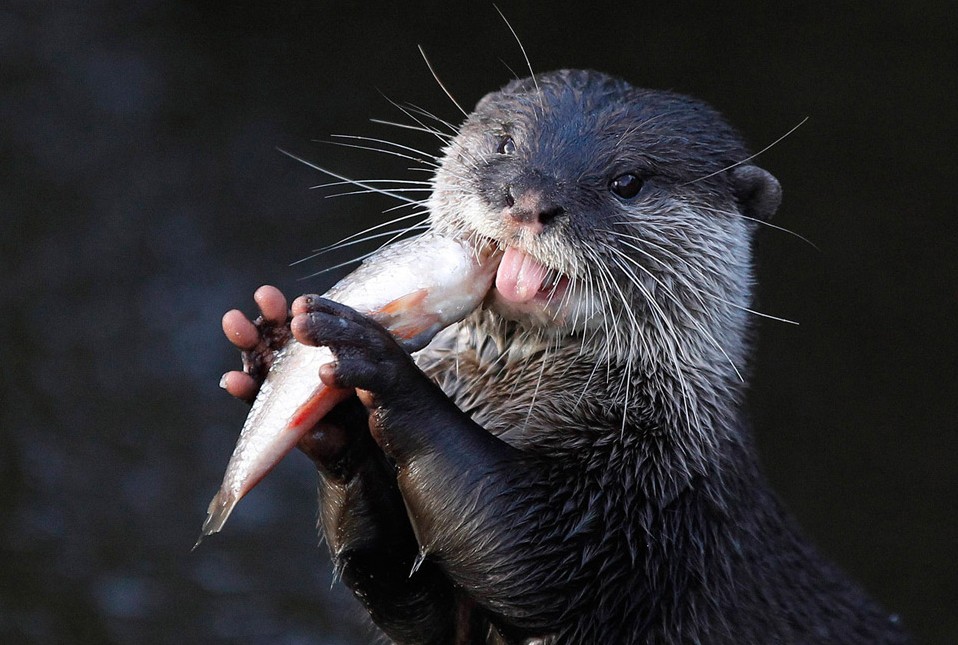 Otter.jpg