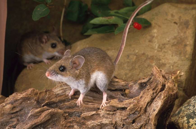 deer-mice.jpg