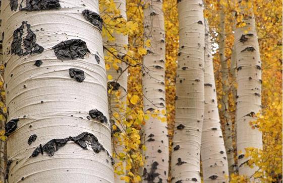 quaking-aspen-tree_1.jpg