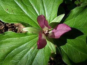 Purple Trillium.jpg