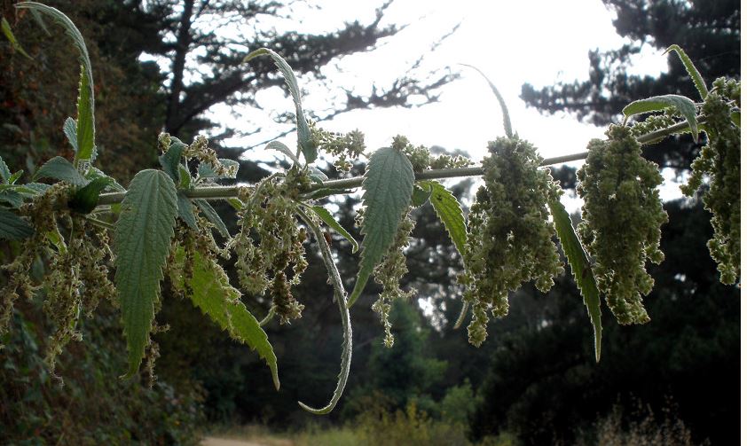 stringy nettle.JPG