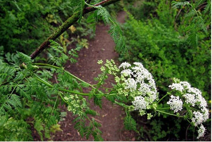 poison hemlock.JPG