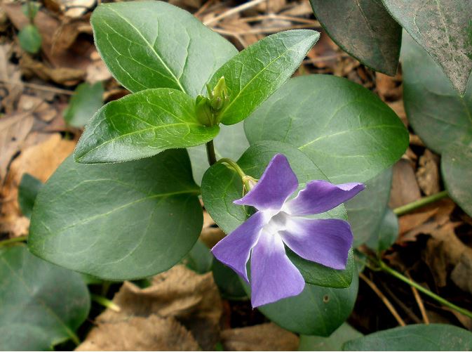 poisonous periwinkle.JPG