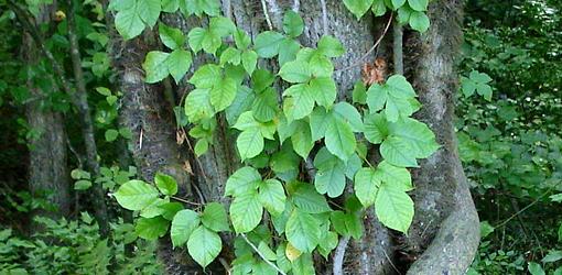 poison-ivy-oak-sumac-3.jpg