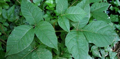 poison-ivy-oak-sumac-1.jpg