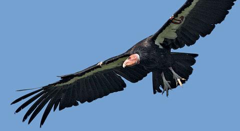 Wings_Condor.jpg