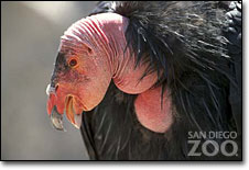 condor_Pink_head_inset.jpg