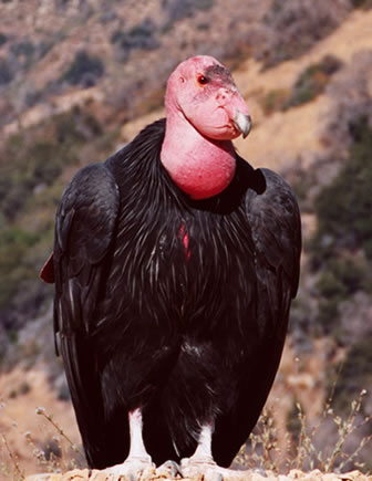 condor_Standing.jpg