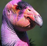 head+California_Condor.jpg