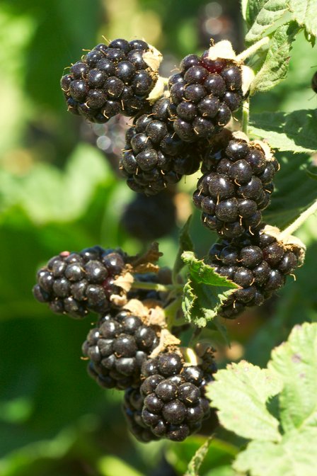 Blackberries.jpg