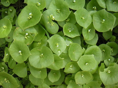 miners_lettuce.jpg