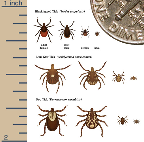 tick photo.jpg