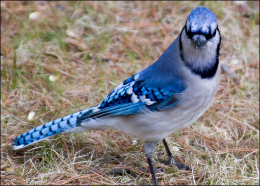 blue_jay.jpg