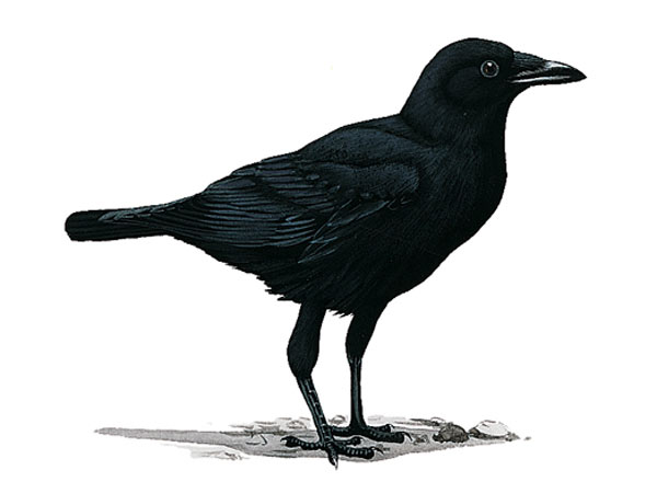 crow.jpg