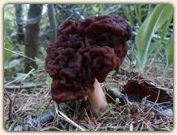 False Morel.jpg