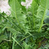 French Dandelions.jpg