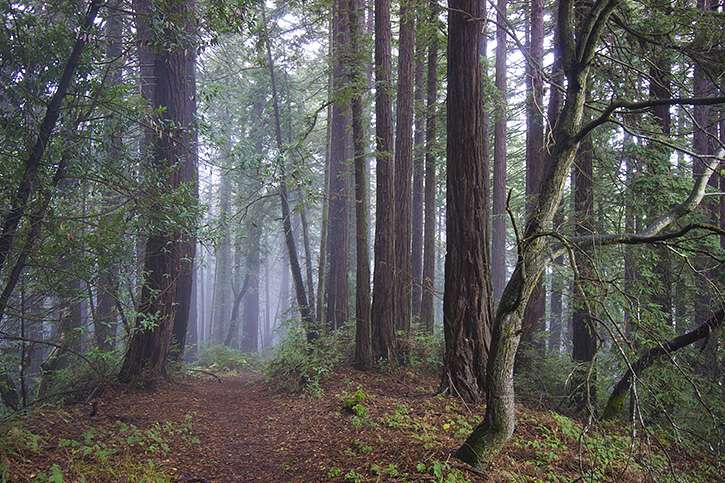 RedwoodRP1.jpg