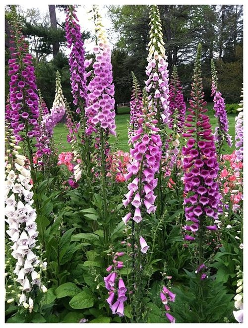 foxgloves.jpg