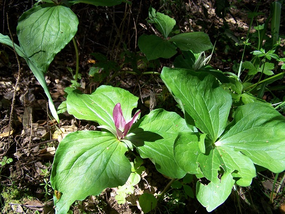 Trillium.jpg