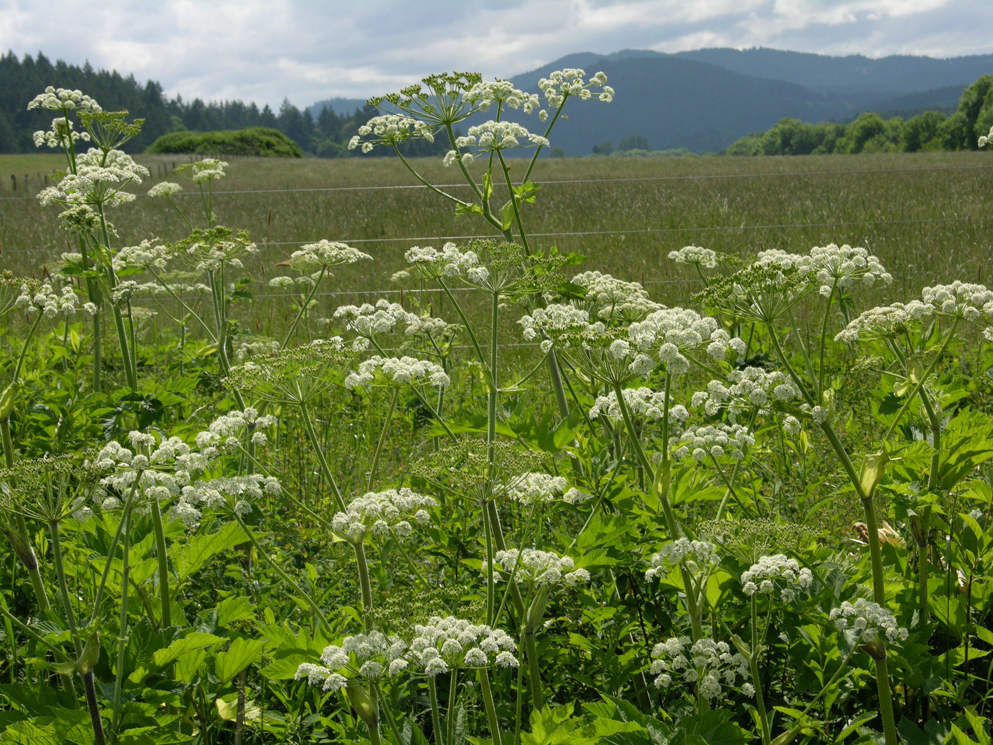 Heracleum_lanatum_jko0517066.jpg