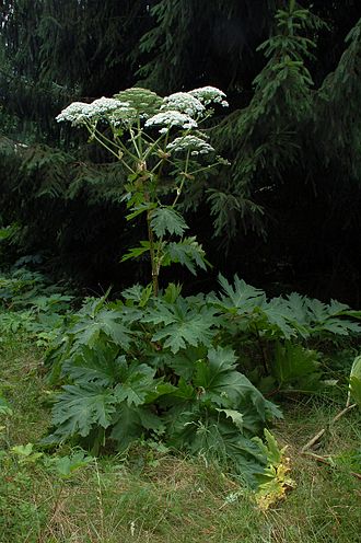 Giant Hogweed.jpg