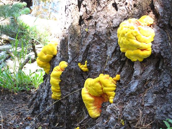 Yellow mushroom.jpg