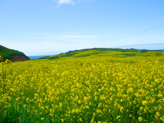 Alamere.Wildcat-042411-6.jpg