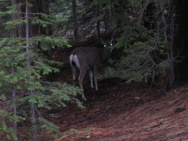 Yosemite-29.jpg