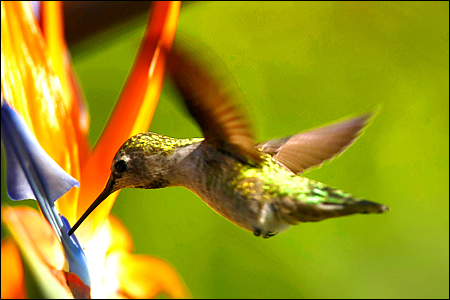 HummingBird.jpg