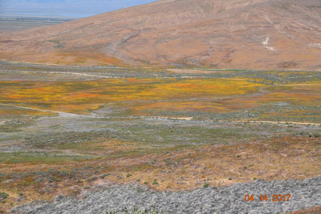 Carrizo Plain NM_078.jpg