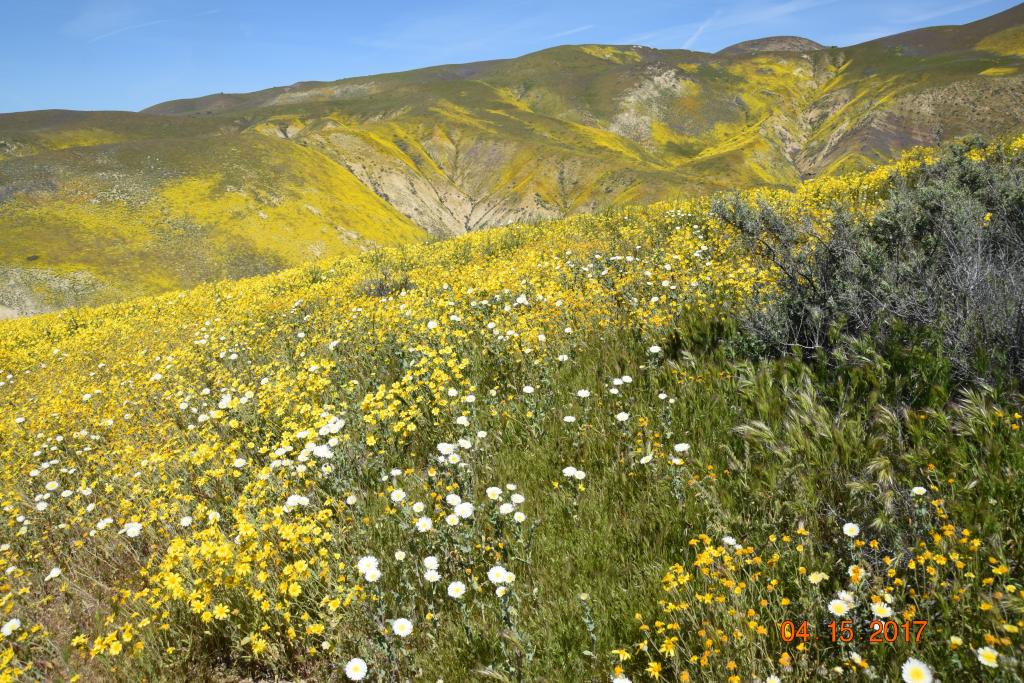 Carrizo Plain NM_229.jpg