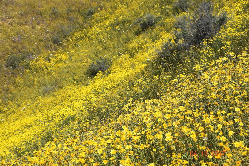 Carrizo Plain NM_212_Cor.jpg