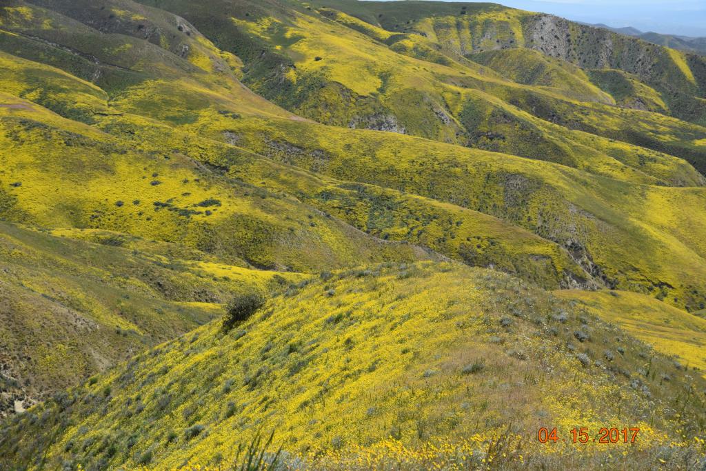 Carrizo Plain NM_282.jpg