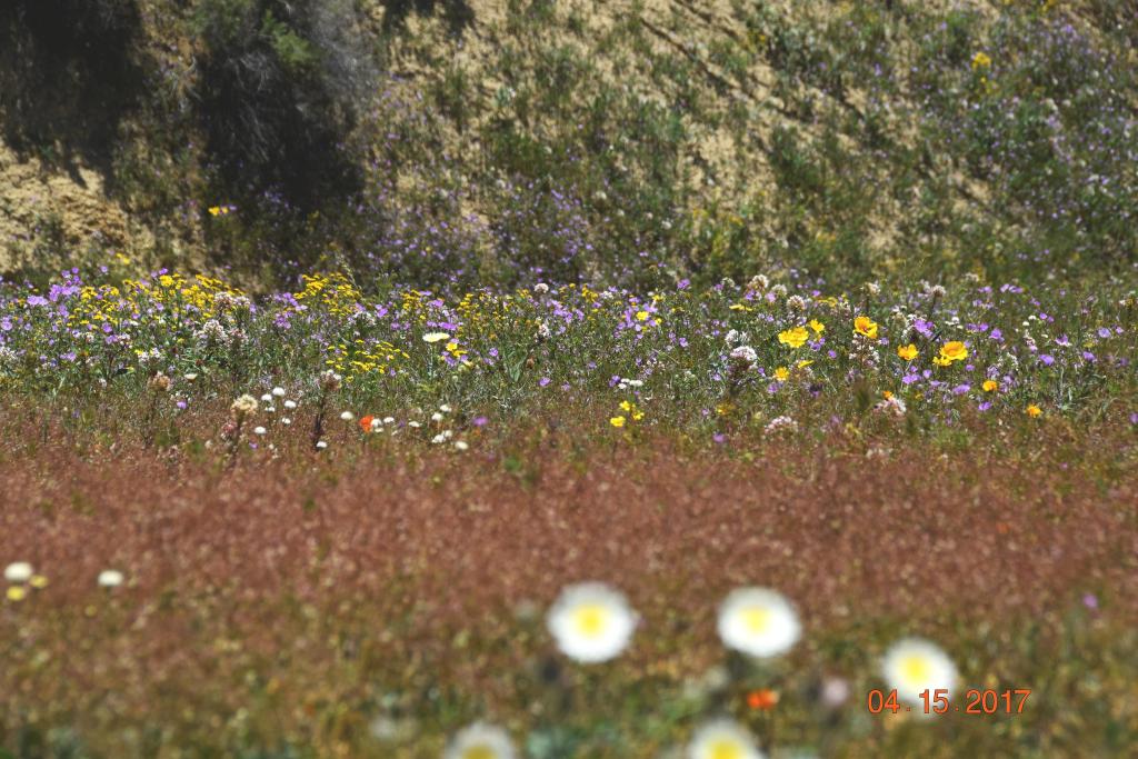 Carrizo Plain NM_205_Cor.jpg