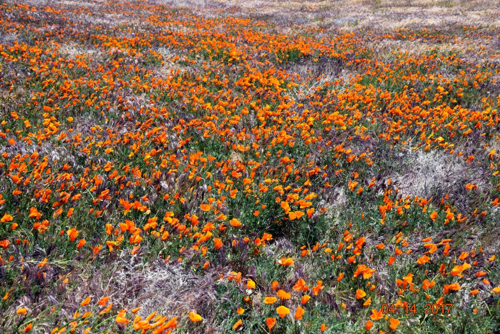 Carrizo Plain NM_044_Cor.jpg