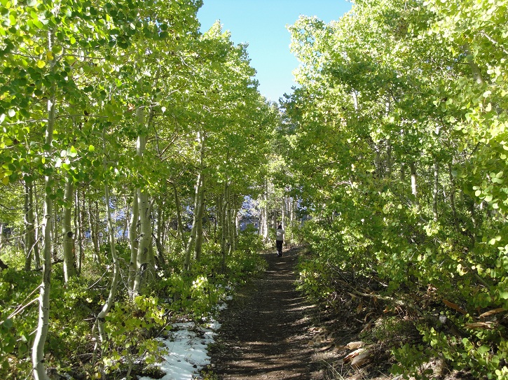 14 Lundy Canyon aspen.jpg