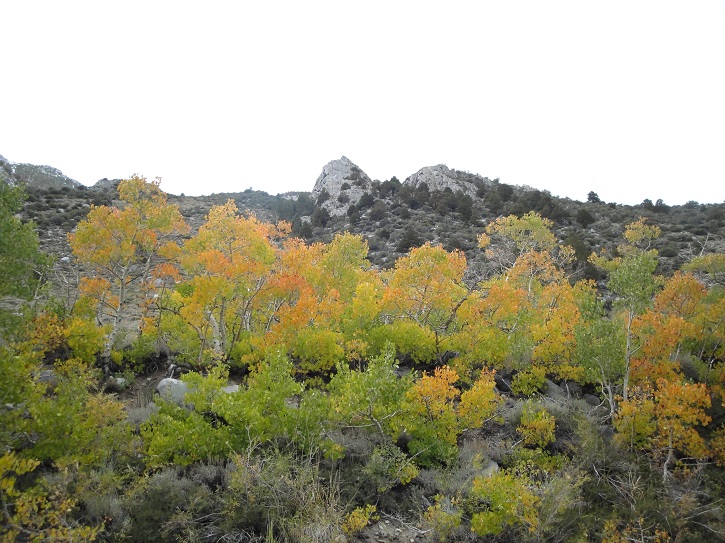 34 Fall Color.jpg