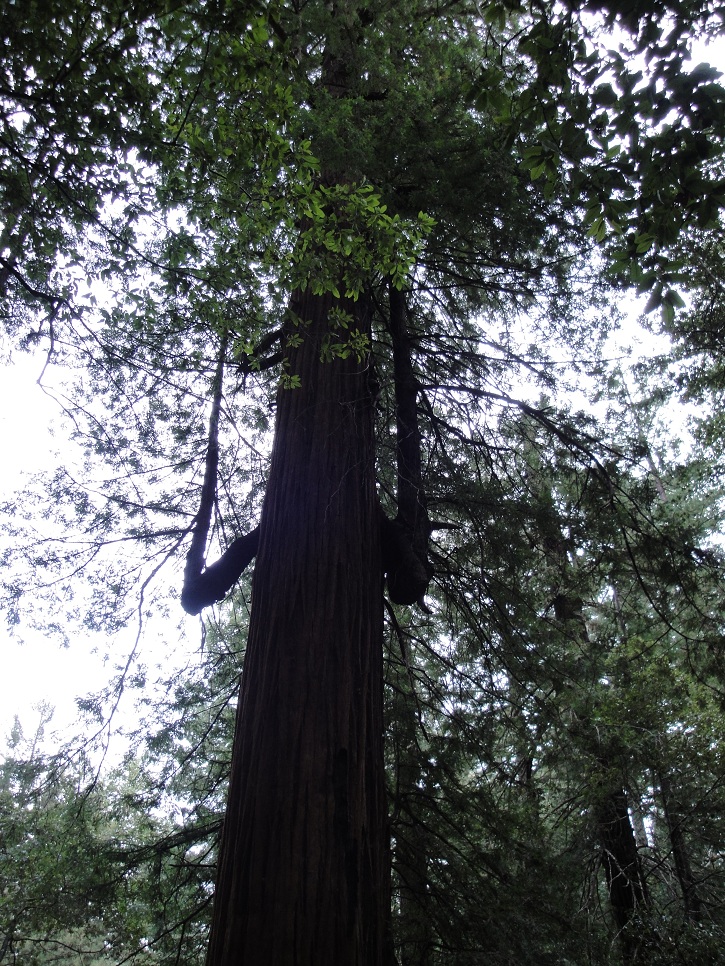 24 redwood.jpg
