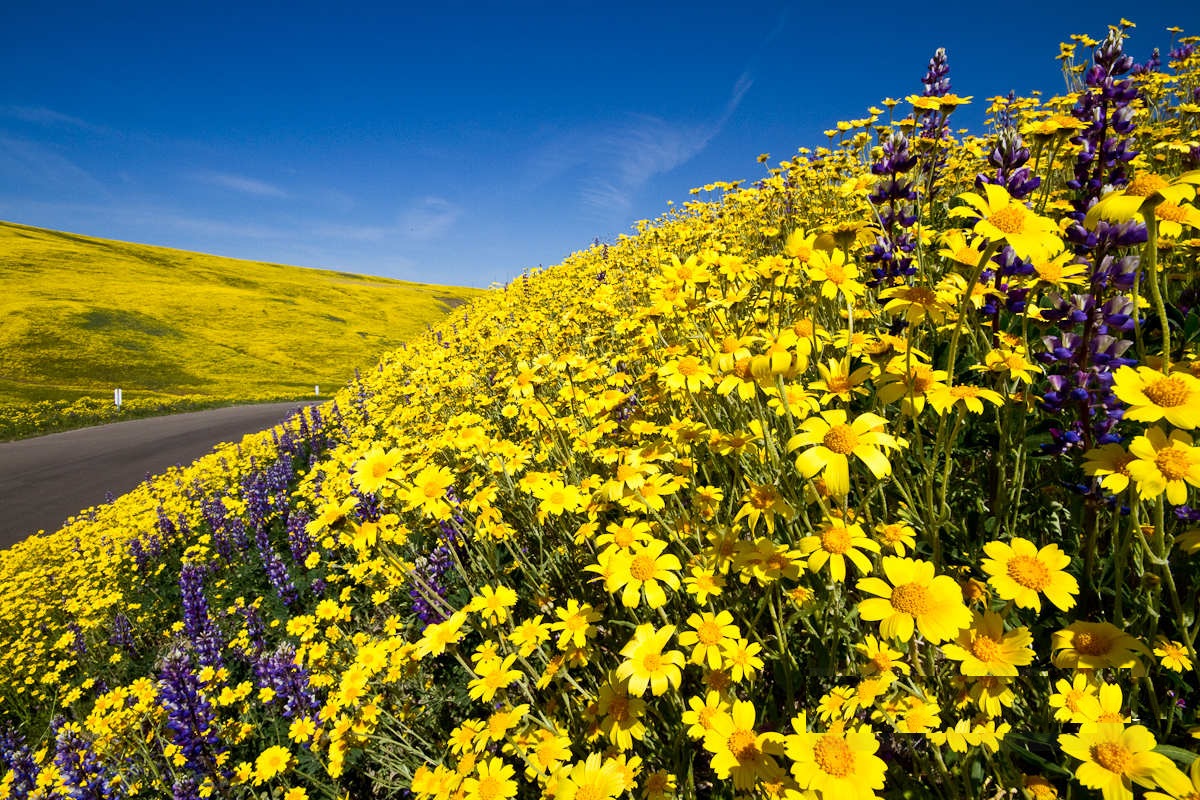 carrizo flowers.jpg