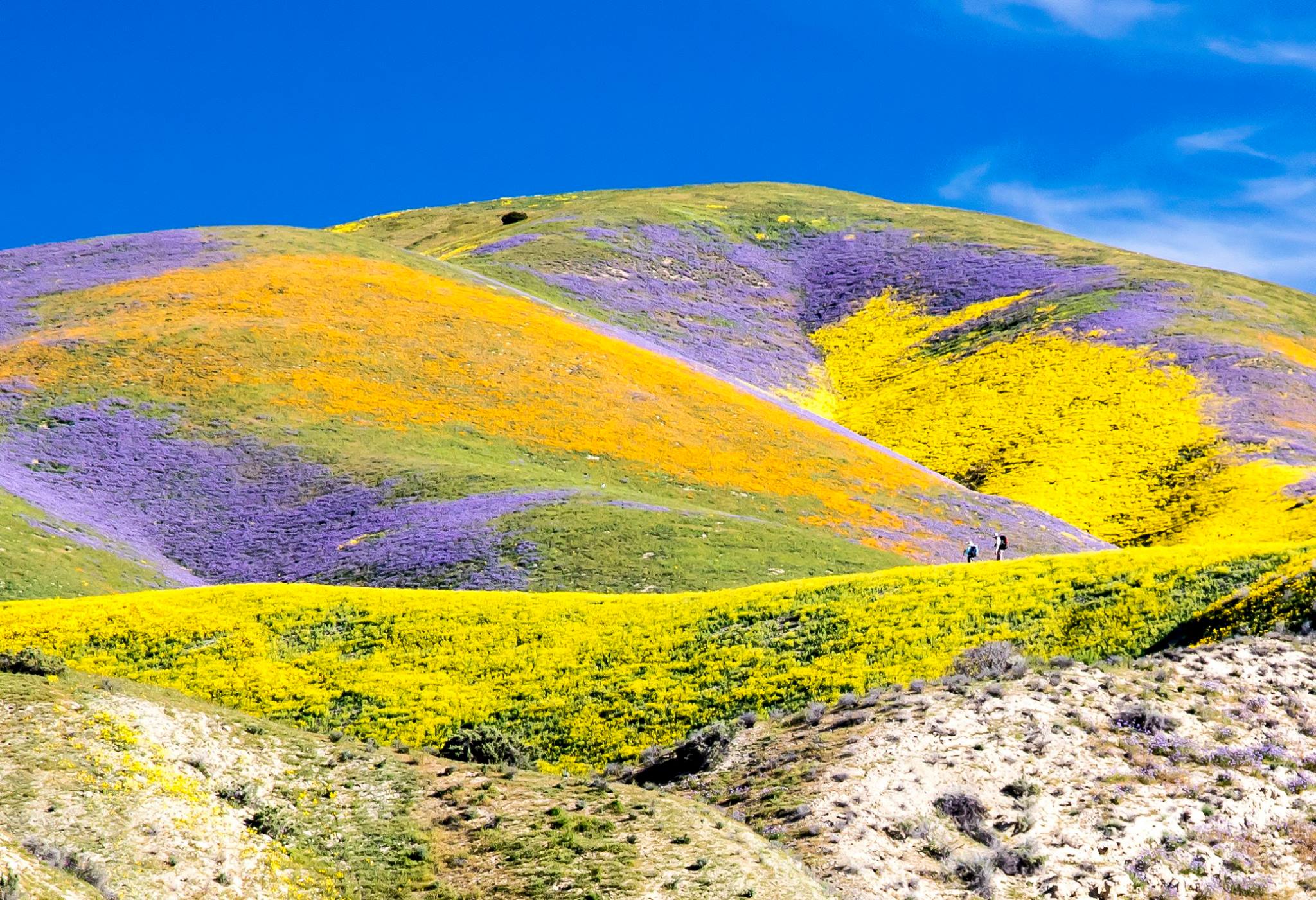 Superbloom_at_Carrizo_2017.jpg