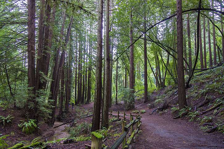 RedwoodRP2.jpg