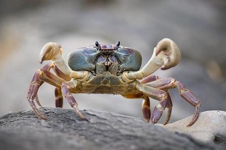 crab.jpg