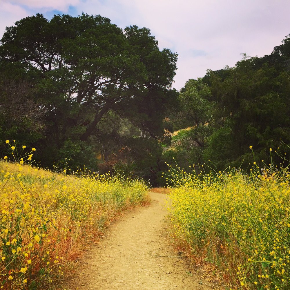 MT DIABLO -3.jpg