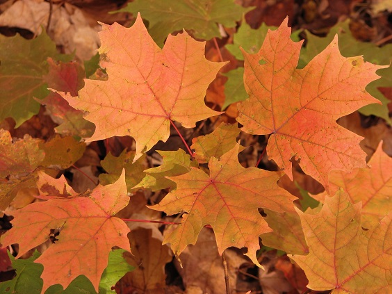 maple_leaves_20.jpg