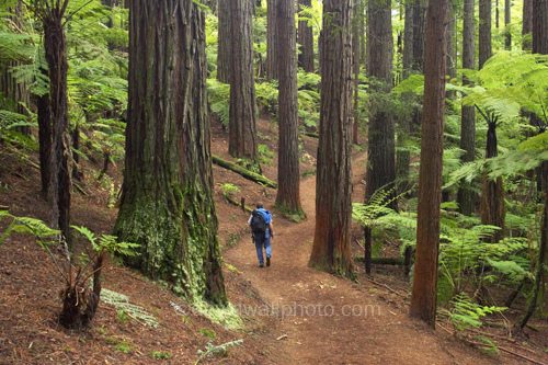 Redwood pics.jpg