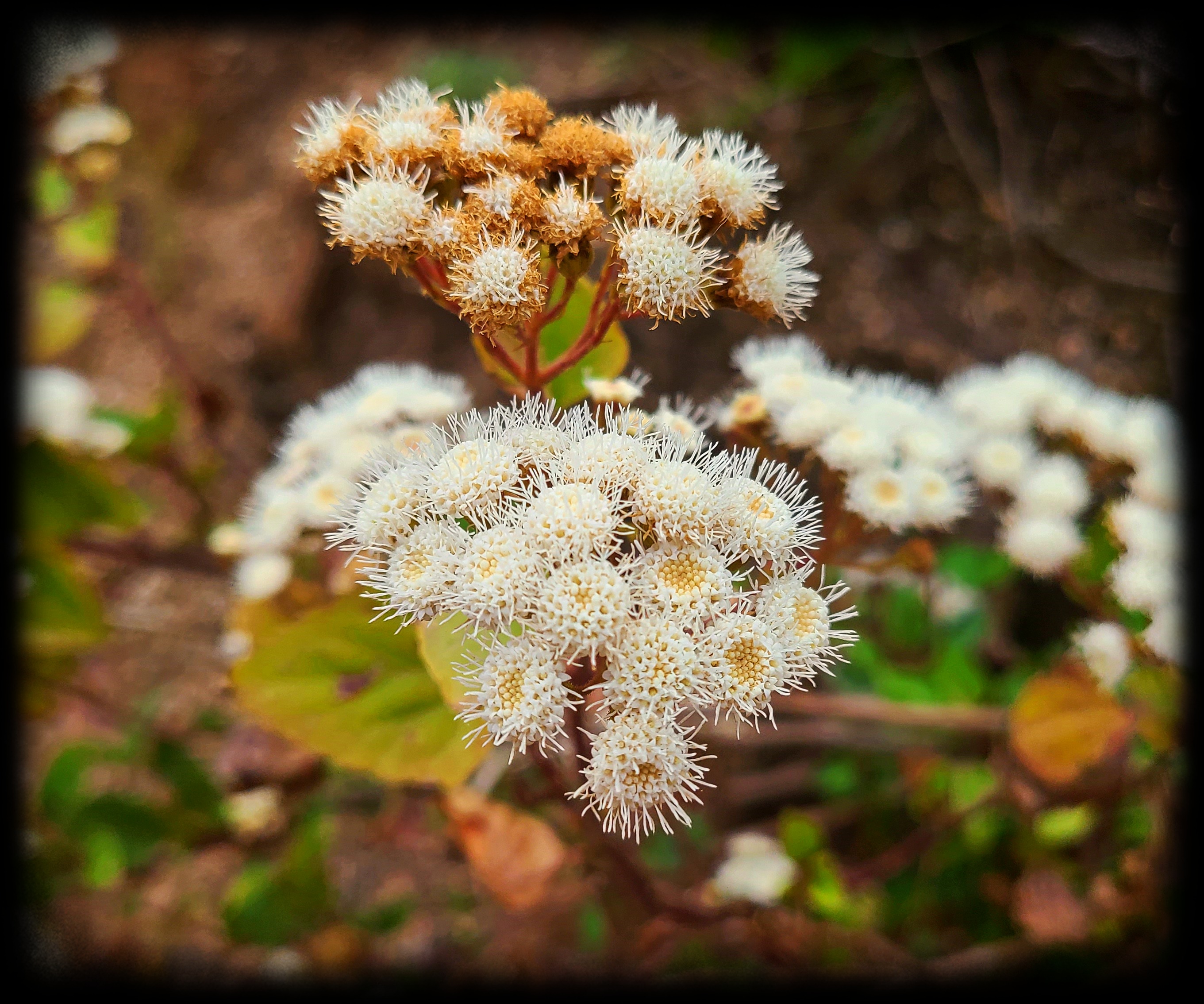 Garrapata Flower 13.jpg